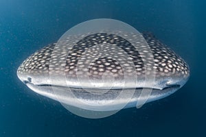 Whale Shark scuba underwater portrait