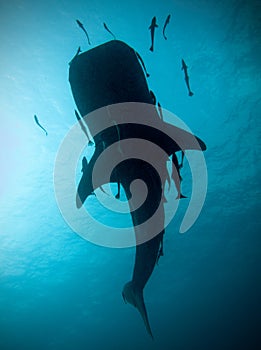 Whale shark silhouette