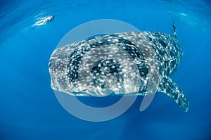 Whale Shark with Snorkeler