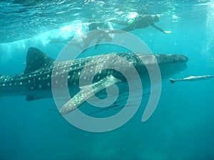 Whale shark with snorkelers