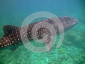 Whale Shark, South Ari Atoll, Maldives photo