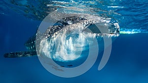 Whale shark at the surface