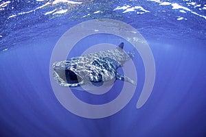 Whale Shark on the Surface at Mexico photo