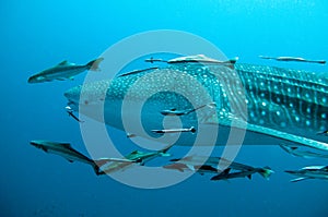 Whale Shark swimming by