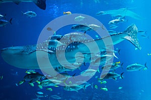 Whale shark  swimming  in an aquarium