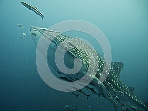 Whale shark swimming in blue water