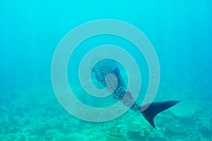 Whale Shark swimming in crystal clear blue waters at Maldives