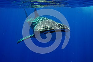 Whale shark swimming forward in clear blue water
