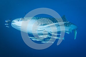 Whale shark swimming in the ocean