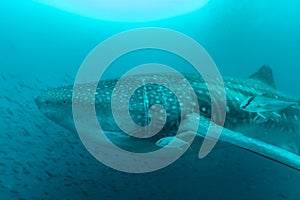 Whale shark swimming side on