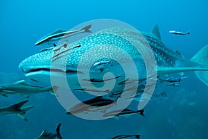 Whale Shark swimming to the camera