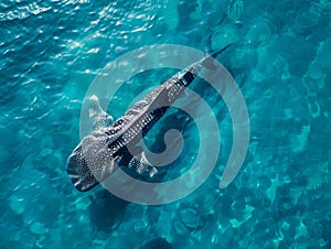 A whale shark swimming in the water