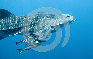 Whale Shark swims by