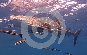 Whale Shark swims near the surface