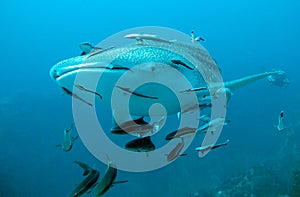 Whale Shark swims to the camera