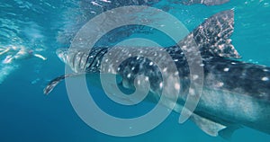 A whale shark swims towards the camera with its mouth wide open.