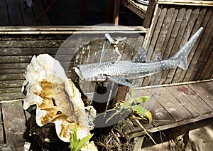 Whale shark tap