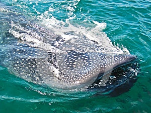 Whale shark