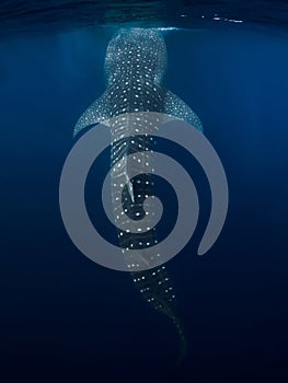 Whale shark in transparent ocean. Giant shark swimming underwater