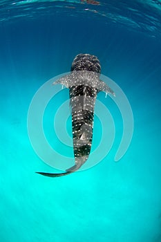 Whale shark on turquoise water photo