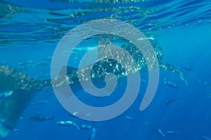 Whale shark under the sea at Oslob, Cebu, Philippines