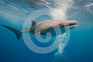 Whale shark underwater photo