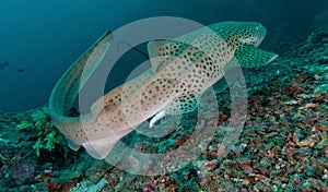 Whale shark underwater