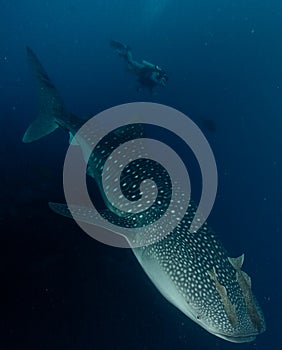 Whale shark underwater