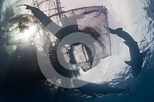 Whale Shark underwater approaching a fishing net