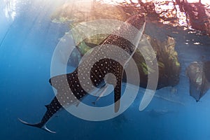 Whale Shark underwater approaching a fishing net