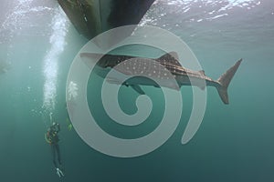 Whale Shark underwater approaching a scuba diver under a boat in the deep blue sea