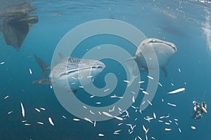 Whale Shark underwater approaching a scuba diver under a boat in the deep blue sea