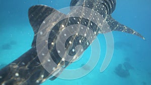 Whale shark underwater being fed krill