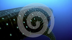 Whale shark underwater lagoon of ocean Galapagos.