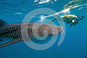 Whale shark and underwater photographer