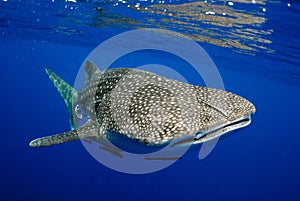 Whale shark underwater picture.