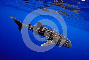 Whale shark underwater picture.
