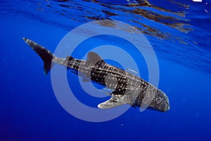 Whale shark underwater img