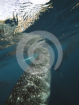 Whale shark underwater, vertical photo.