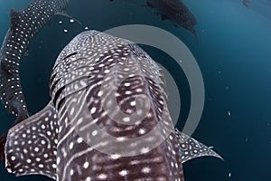 Whale Shark very near looking at you underwater in Papua