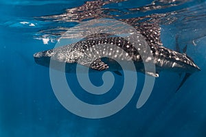 Whale shark watching Oslob