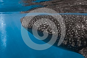 Whale shark watching Oslob