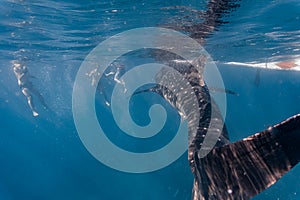 Whale shark watching Oslob