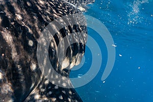 Whale shark watching Oslob