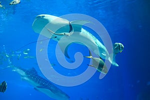 Whale sharks in aquarium