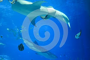 Whale sharks in aquarium