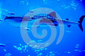 Whale sharks swimming in aquarium