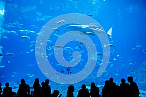 Whale sharks swimming in aquarium