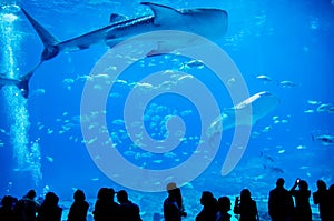 Whale sharks swimming in aquarium