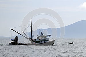 Whale and ship